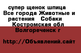 супер щенок шпица - Все города Животные и растения » Собаки   . Костромская обл.,Волгореченск г.